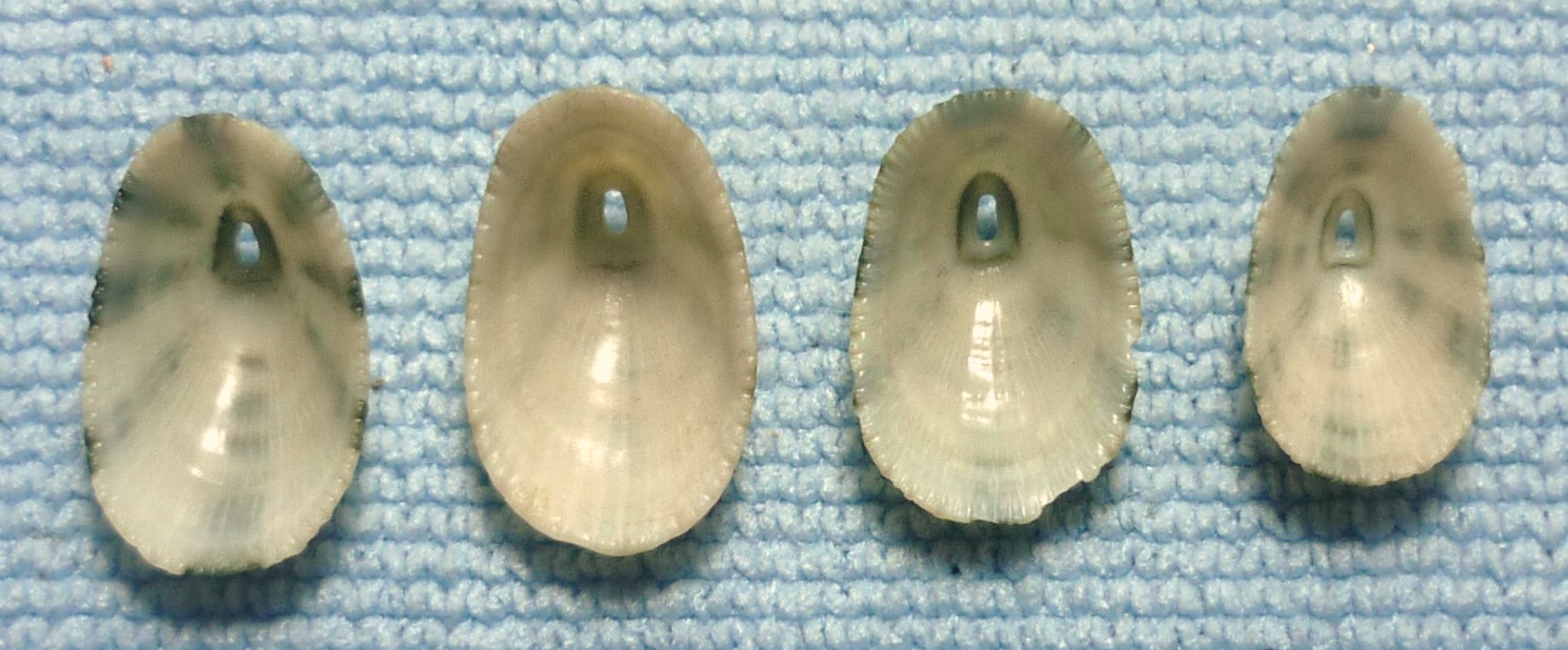 Diodora gibberula